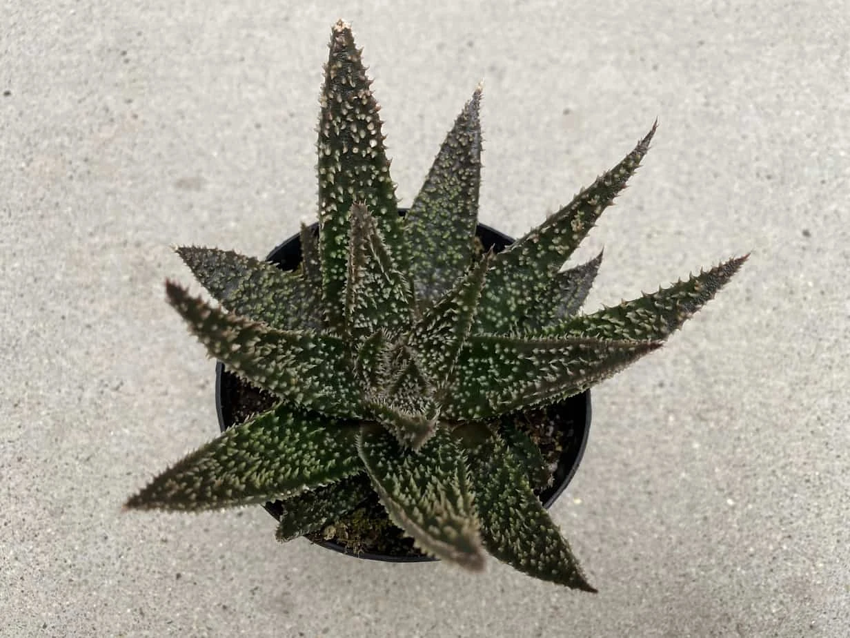 Medium Succulent Plant - Star Aloe 'Tarantula' Hybrid. An Extremely Rare And Very Limited Aloe. - Image 8
