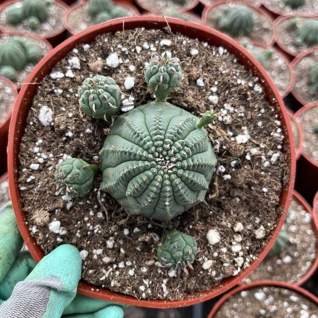 Euphorbia Obesa Hybrid (baseball Plant) - Image 2