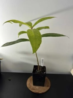 Giant Lau Lau - Syzygium Megacarpa - Giant Malay Apple