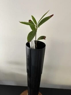 Pouteria Venosa (Guapeva Peach / Aboirana) Seedling