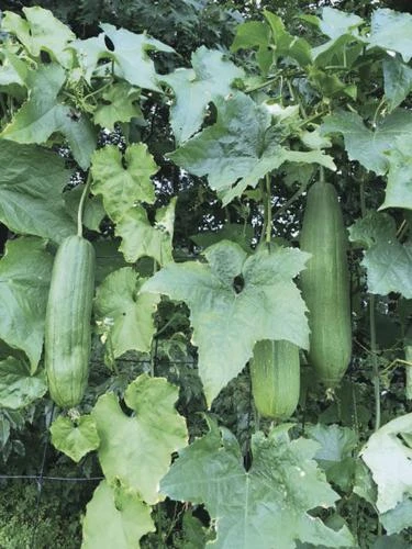 Organic Loofah Starter Plant - Image 3