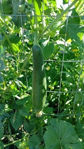 Organic Loofah Starter Plant - Image 2