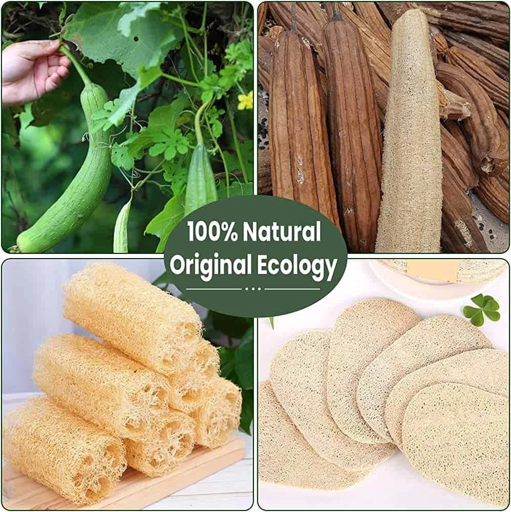 Organic Loofah Starter Plant - Image 4