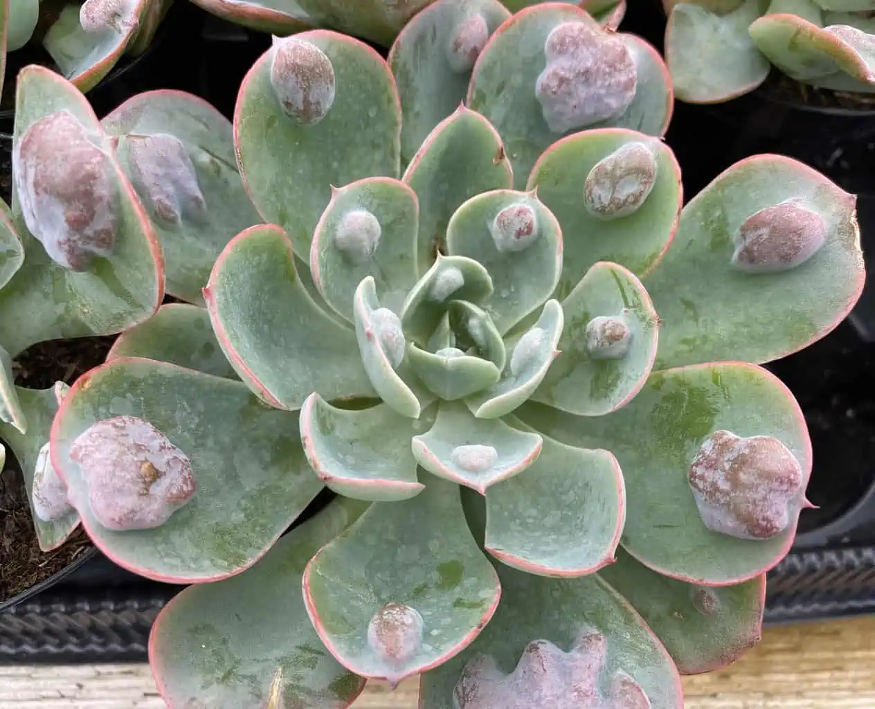 Medium Succulent Plant - Echeveria 'Raindrops'. Very Limited Hybrid. - Image 7