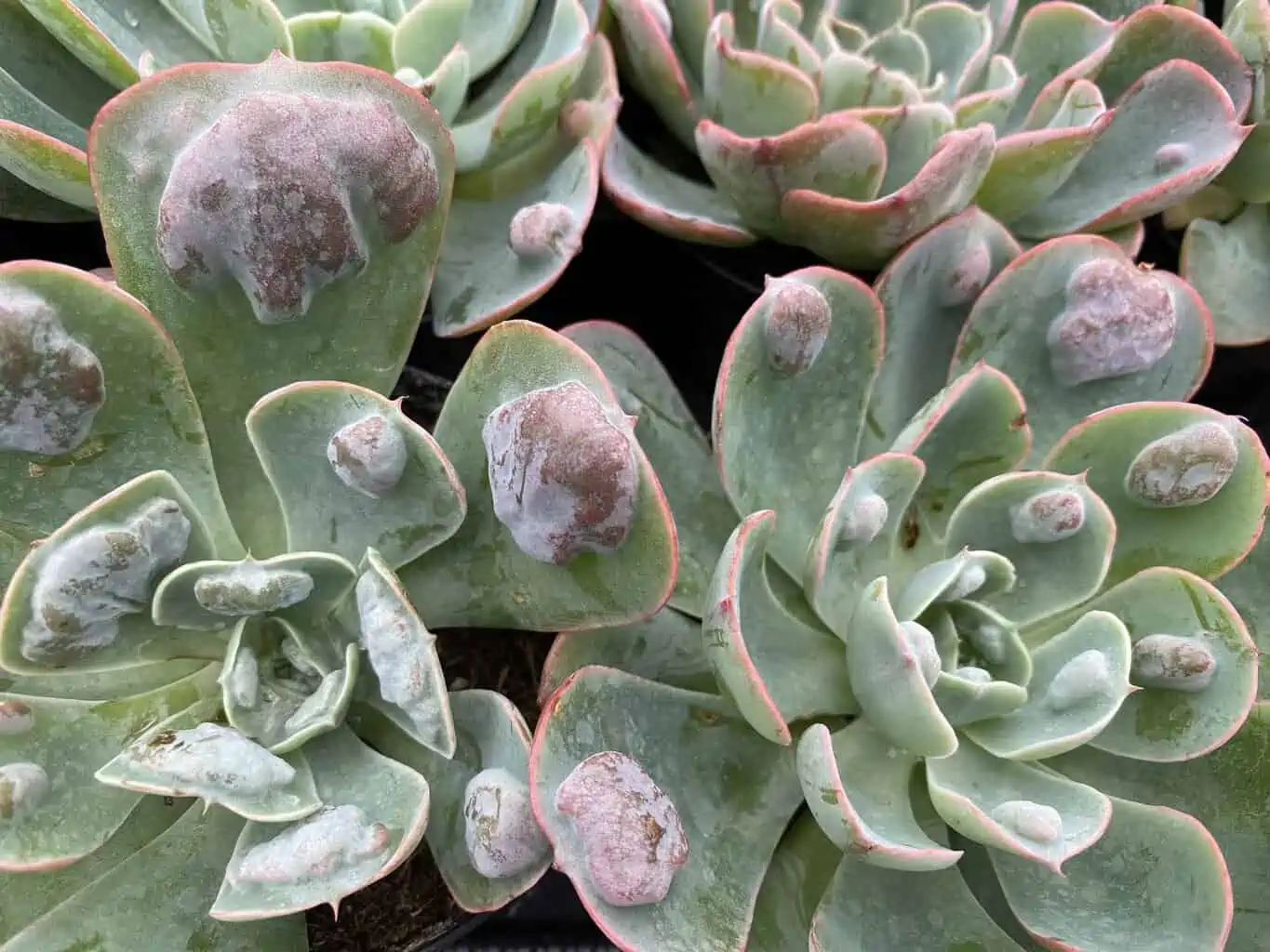 Medium Succulent Plant - Echeveria 'Raindrops'. Very Limited Hybrid. - Image 8