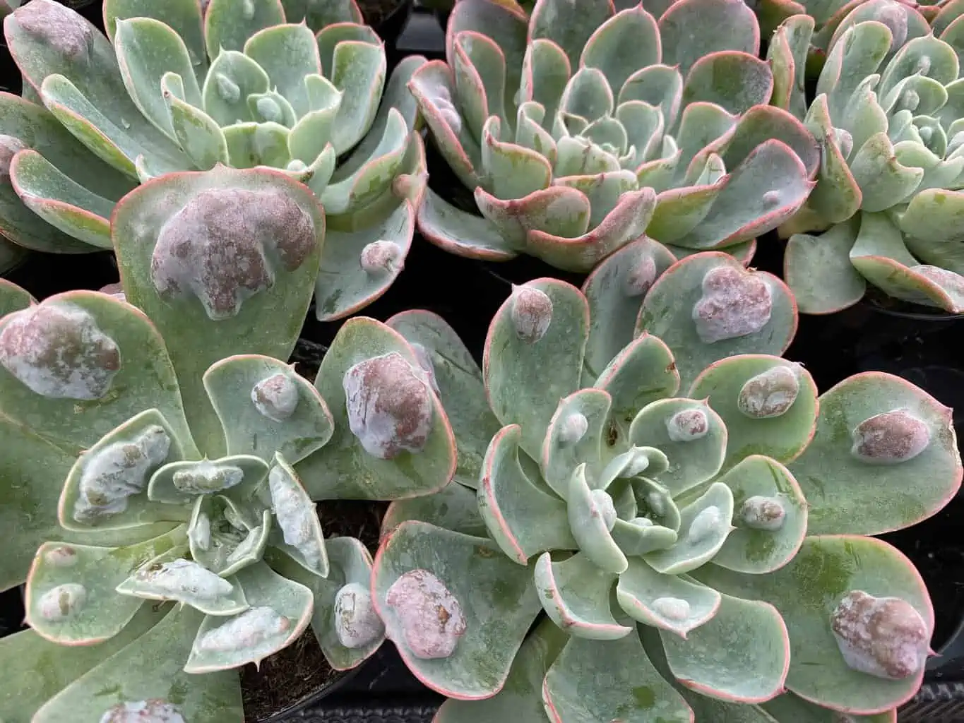 Medium Succulent Plant - Echeveria 'Raindrops'. Very Limited Hybrid. - Image 9
