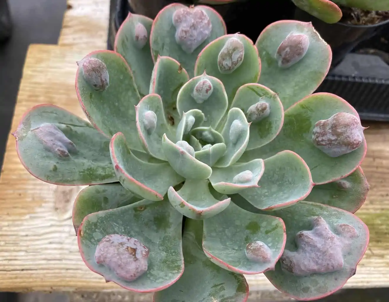 Medium Succulent Plant - Echeveria 'Raindrops'. Very Limited Hybrid. - Image 10