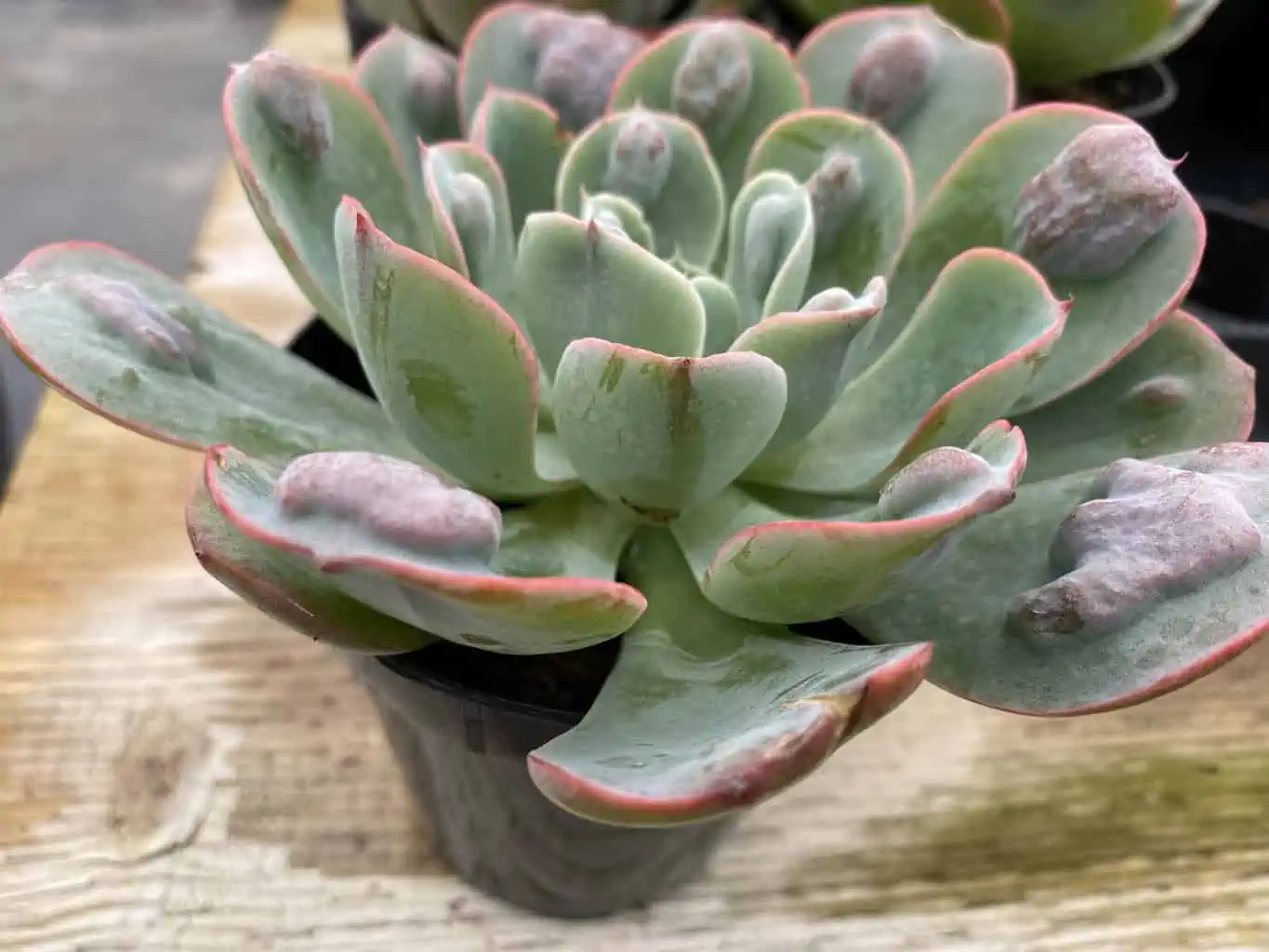 Medium Succulent Plant - Echeveria 'Raindrops'. Very Limited Hybrid. - Image 11