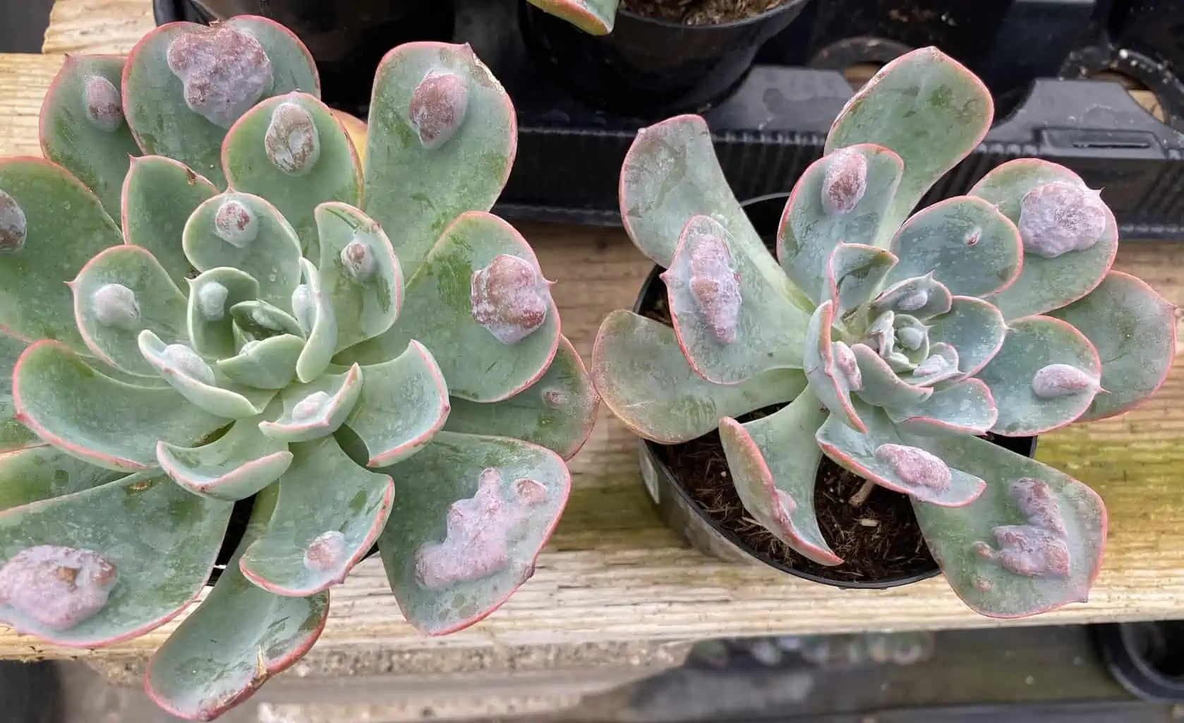 Medium Succulent Plant - Echeveria 'Raindrops'. Very Limited Hybrid. - Image 2
