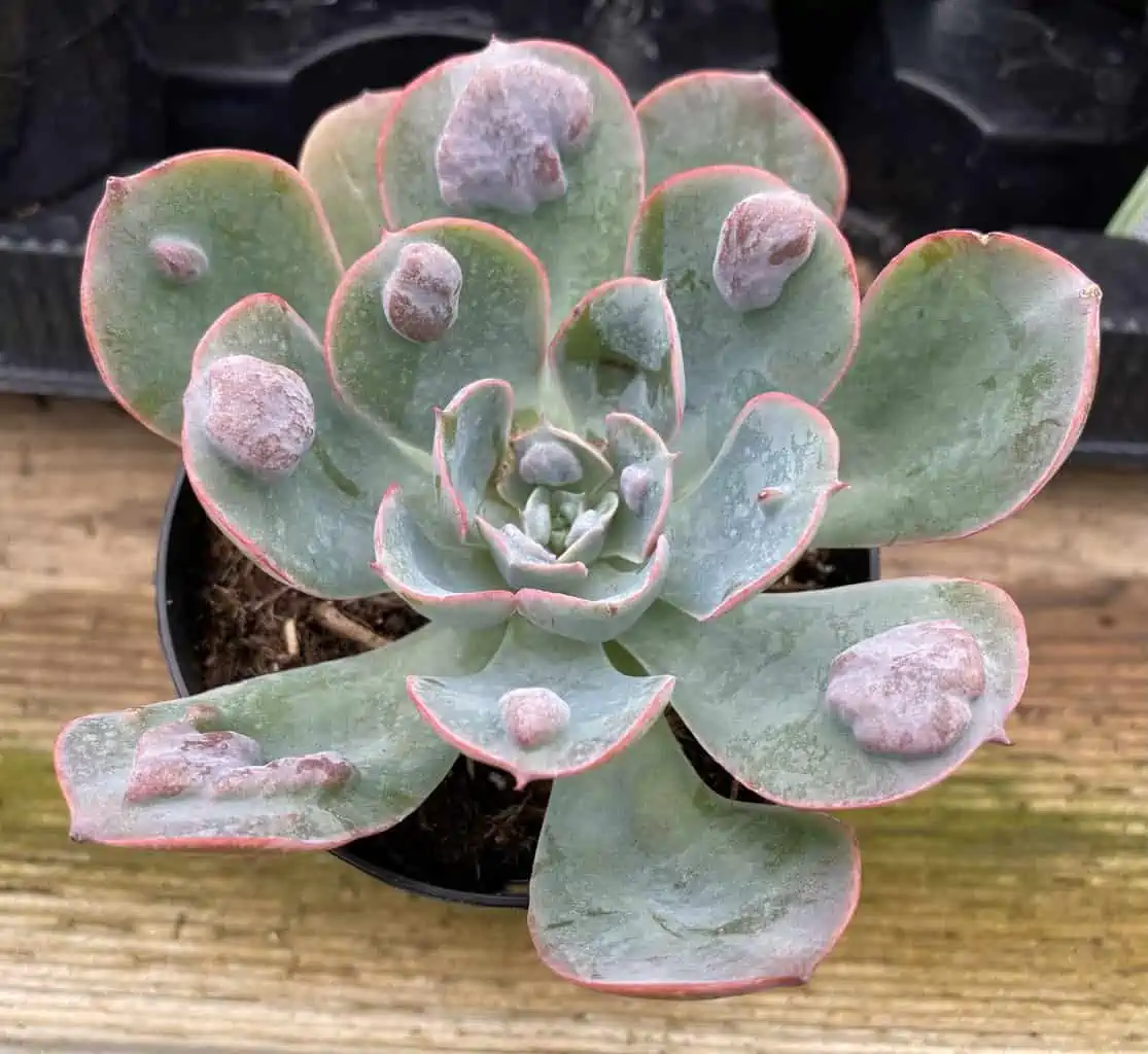 Medium Succulent Plant - Echeveria 'Raindrops'. Very Limited Hybrid. - Image 3