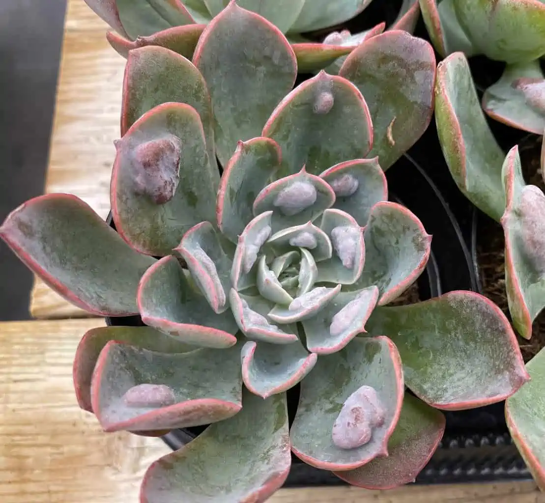 Medium Succulent Plant - Echeveria 'Raindrops'. Very Limited Hybrid. - Image 4