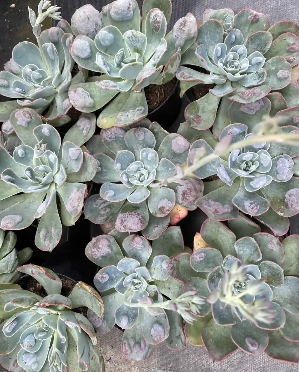 Medium Succulent Plant - Echeveria 'Raindrops'. Very Limited Hybrid. - Image 5