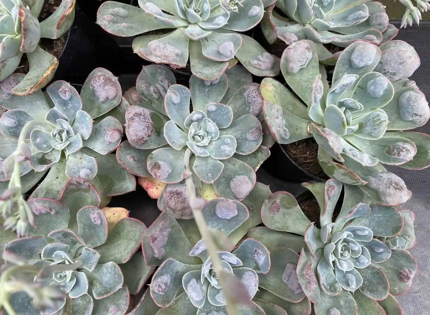 Medium Succulent Plant - Echeveria 'Raindrops'. Very Limited Hybrid. - Image 6