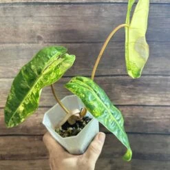 Philodendron Billietiae Variegated