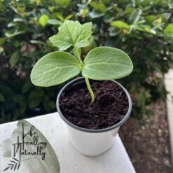 Organic Loofah Starter Plant