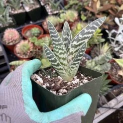 Aloe Variegata