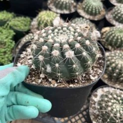 Notocactus Uebelmannianus