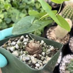 Dioscorea Elephantipes