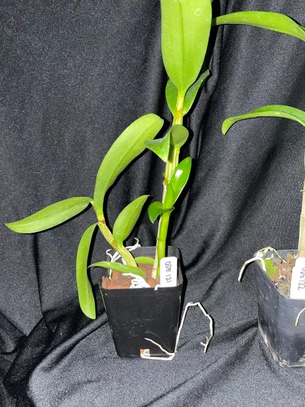 Orchid- Dendrobium Jacquelyn Thomas 'Uniwai Prince' - Image 5