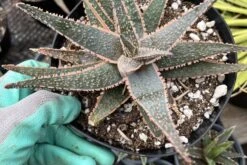 CactiandExotica | Aloe Hybrid---Purple Haze