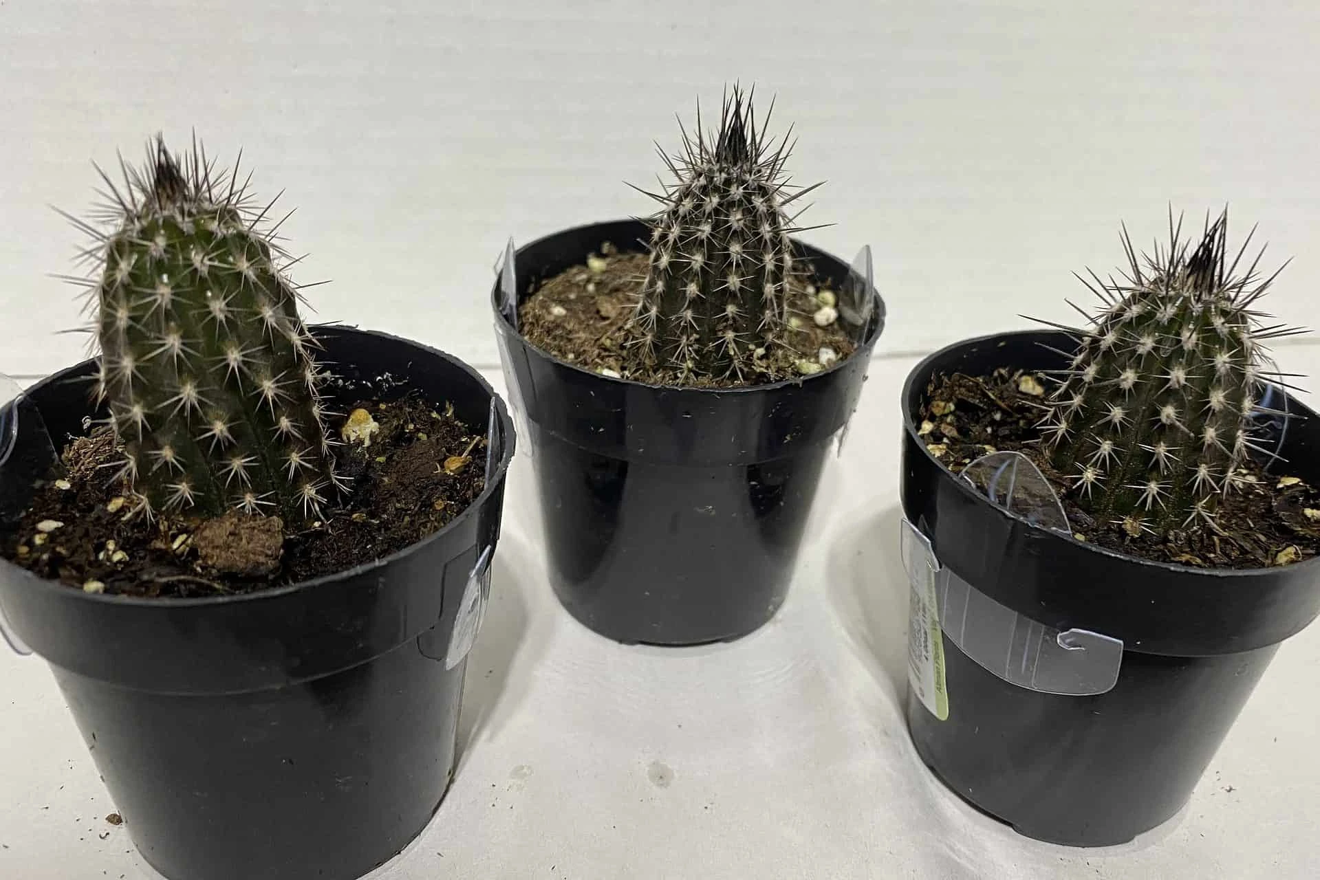 Cactus Plant Small Seliechinopsis Mirabilis. - Image 8