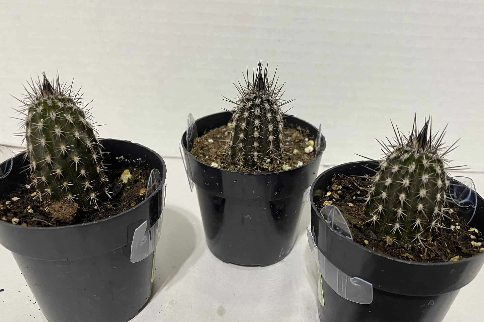 Cactus Plant Small Seliechinopsis Mirabilis. - Image 9