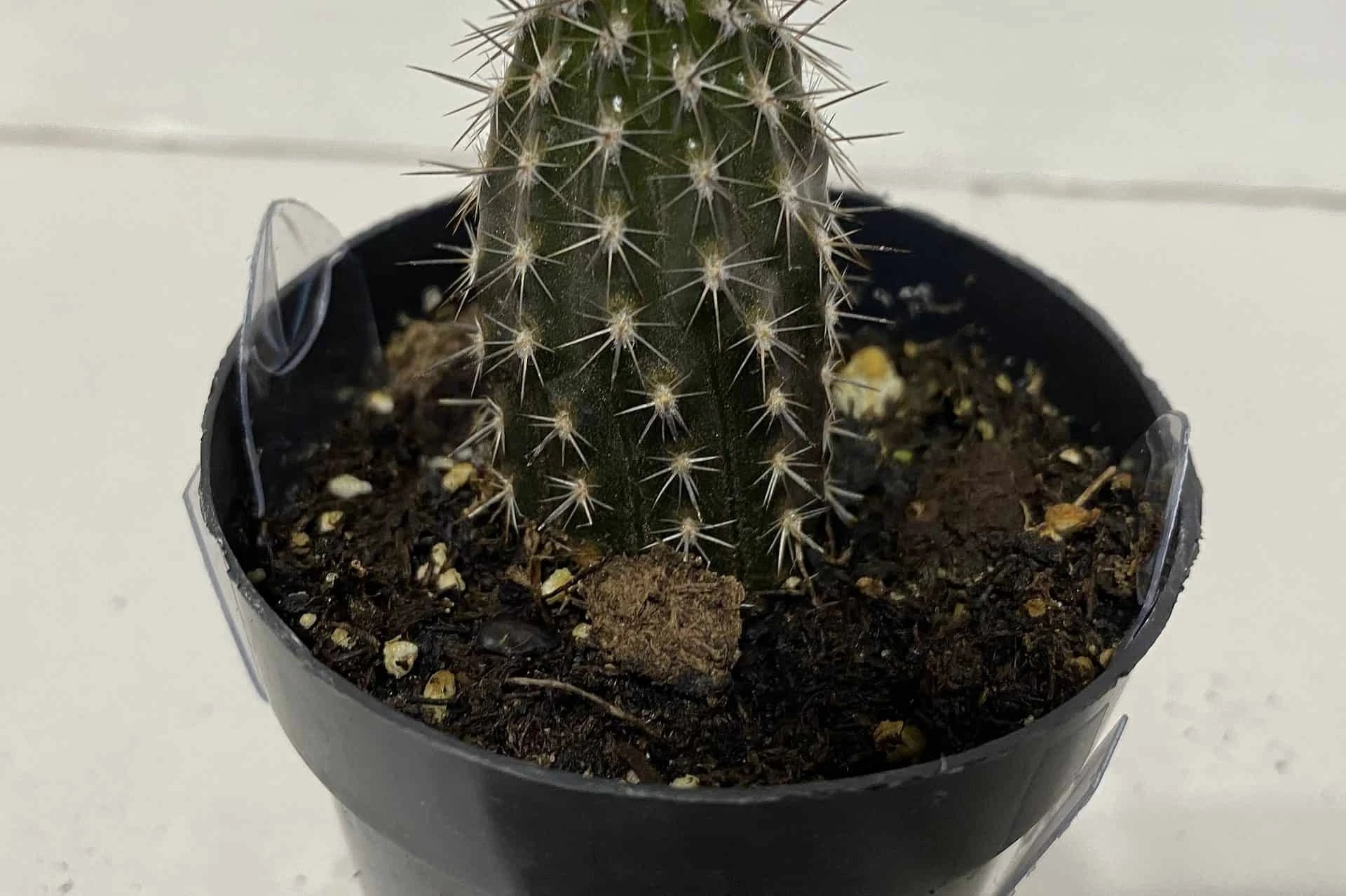 Cactus Plant Small Seliechinopsis Mirabilis.