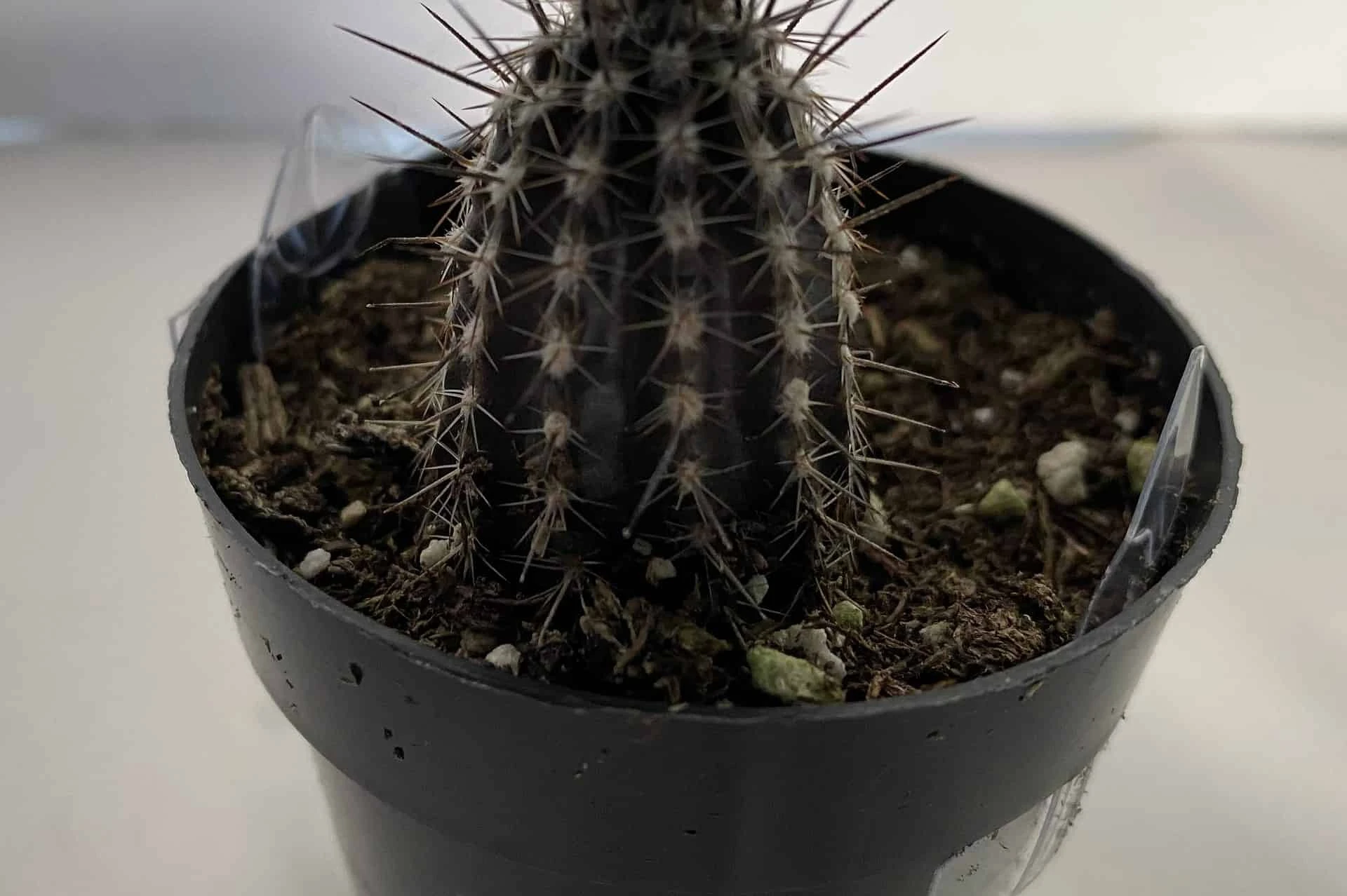 Cactus Plant Small Seliechinopsis Mirabilis. - Image 4