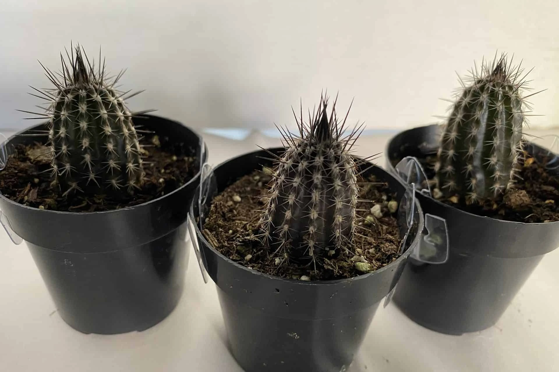 Cactus Plant Small Seliechinopsis Mirabilis. - Image 5