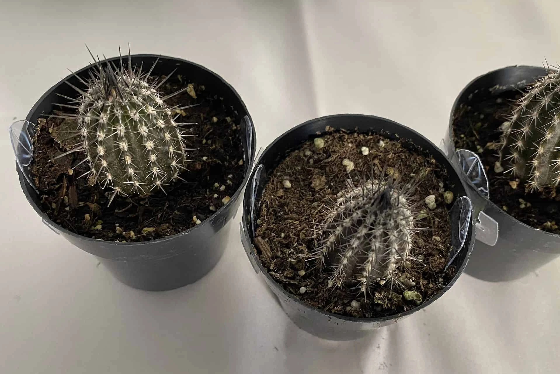 Cactus Plant Small Seliechinopsis Mirabilis. - Image 6