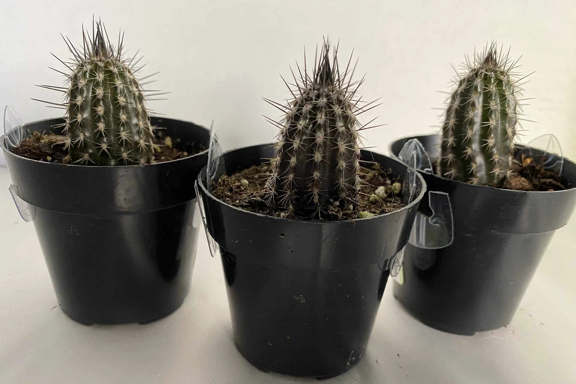 Cactus Plant Small Seliechinopsis Mirabilis. - Image 7