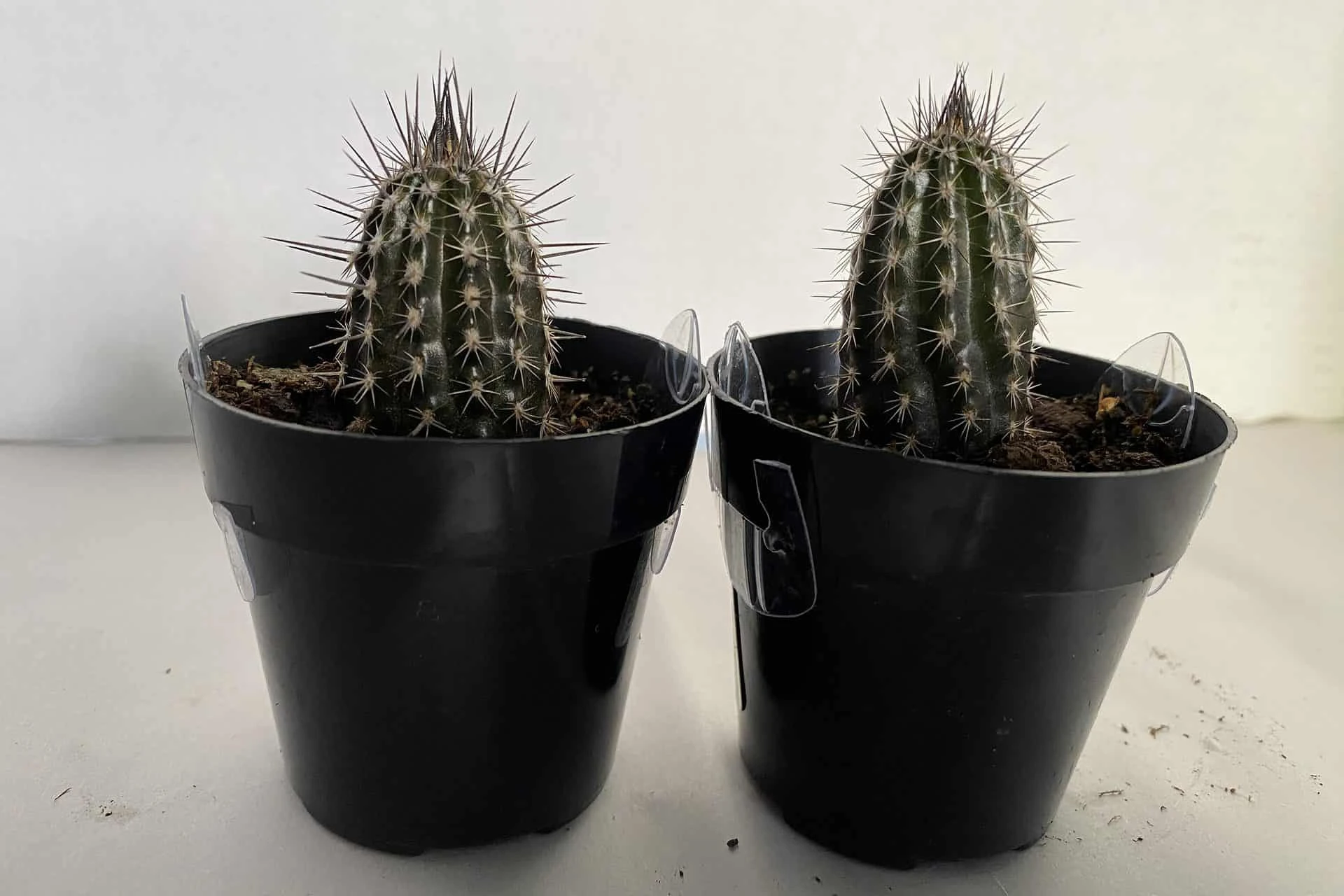 Cactus Plant Small Seliechinopsis Mirabilis. - Image 2