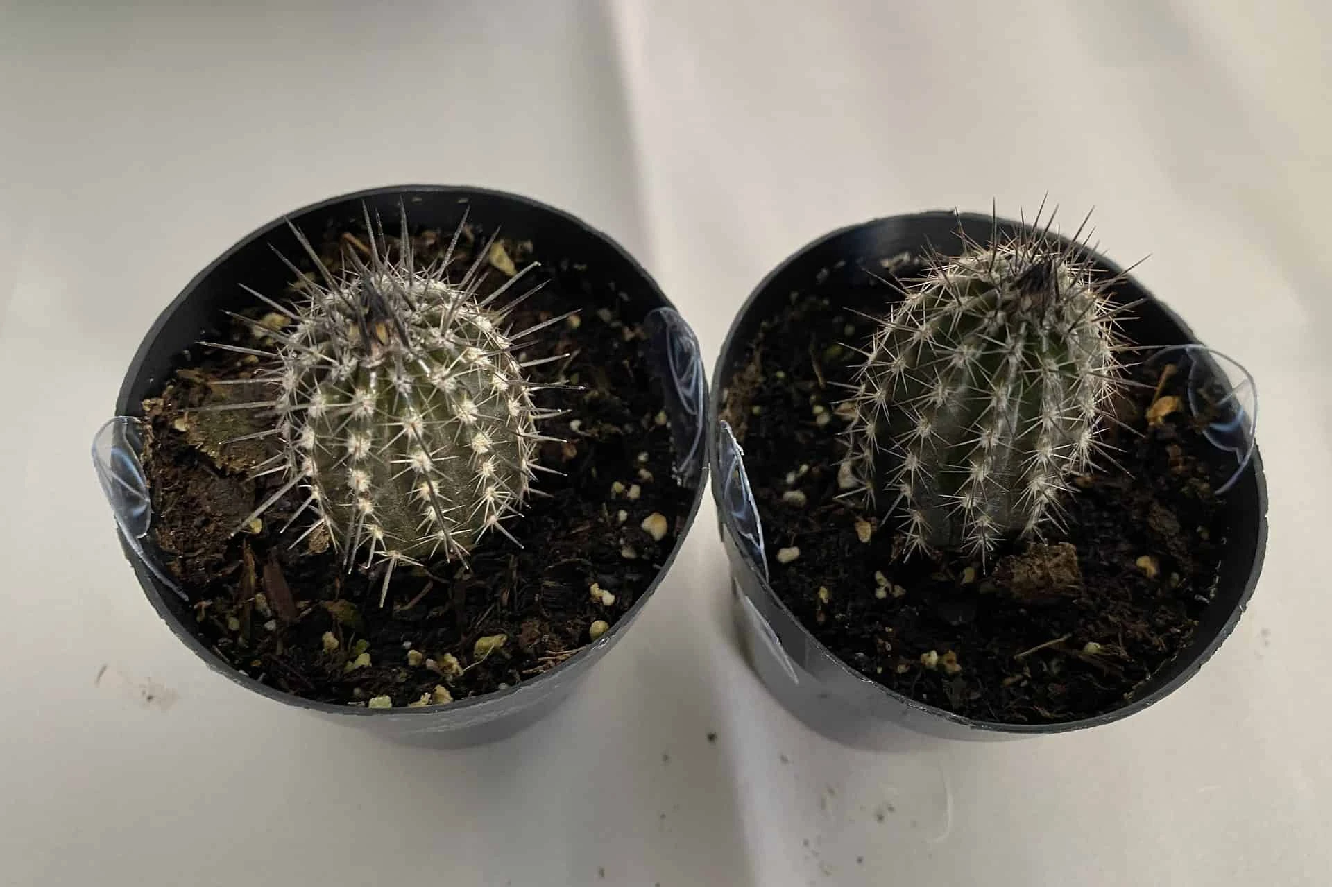 Cactus Plant Small Seliechinopsis Mirabilis. - Image 3