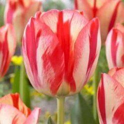 10 Spryng Break Rembrandt Tulip Bulbs For Planting