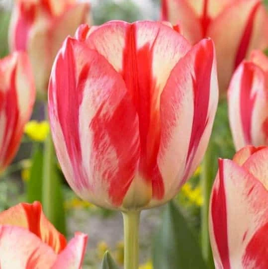 10 Spryng Break Rembrandt Tulip Bulbs For Planting