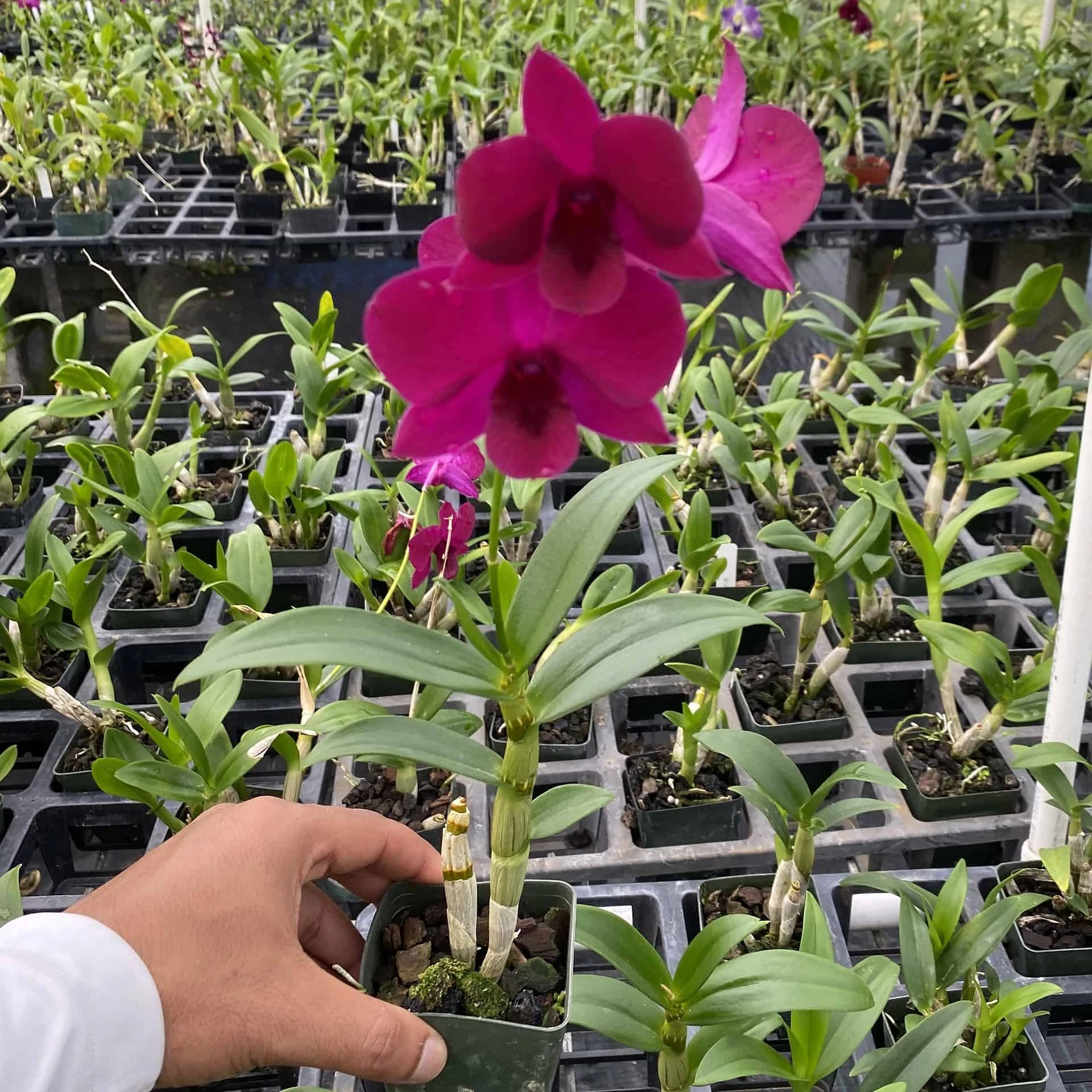 Dendrobium Ladda Red Flower 2" Pot - Image 2