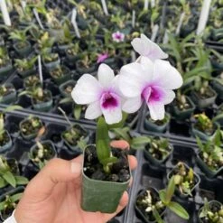 Dendrobium Jasmine Comes In 2" Pot