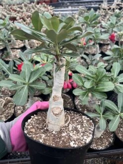 Adenium | Grafted | 6" Pot