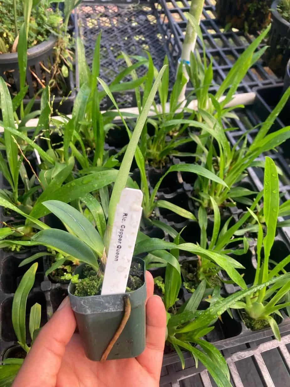 Orchid Cattleya Blc Copper Queen Plant Comes In 2" Pot - Image 3