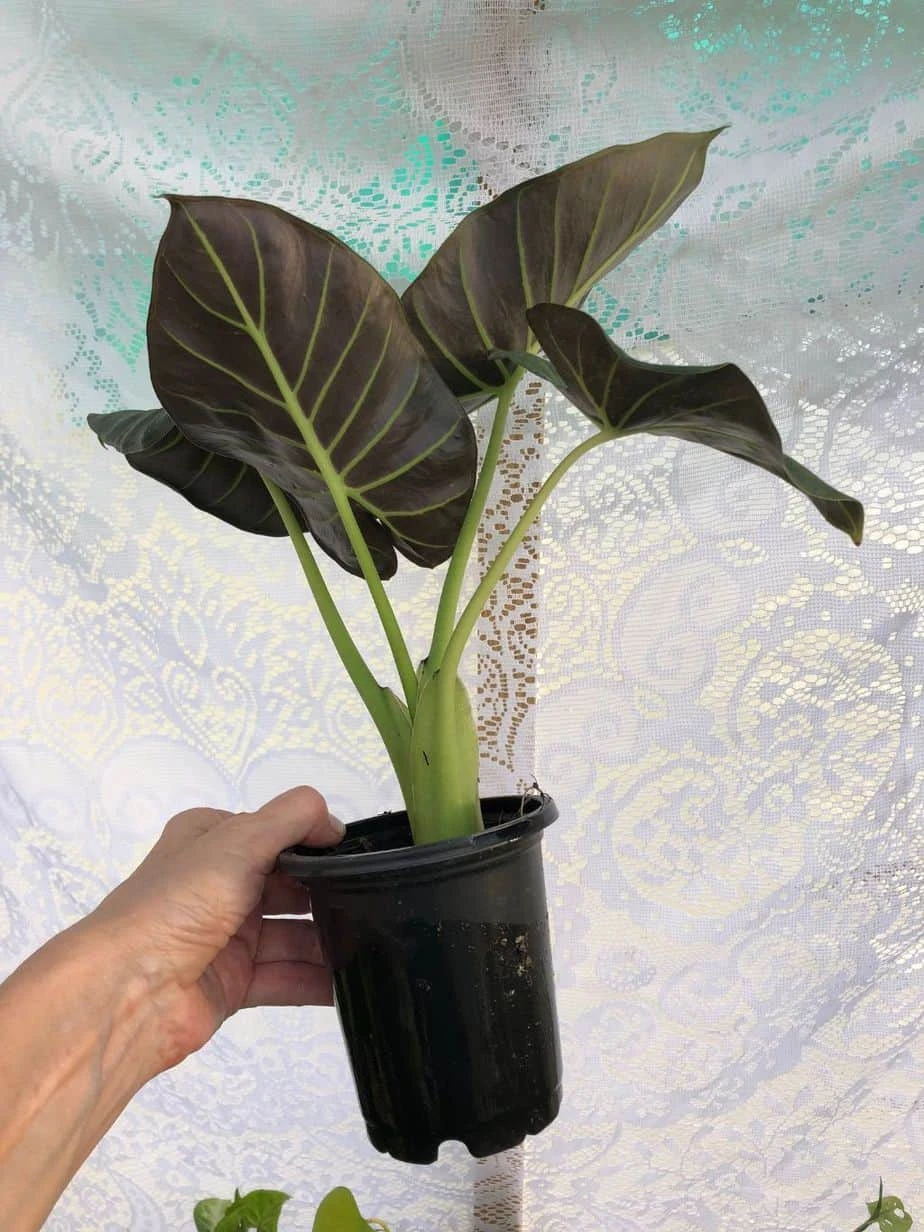 Alocasia 'Regal Shields' - Elephant Ear Plant In 4" Pot - Image 2