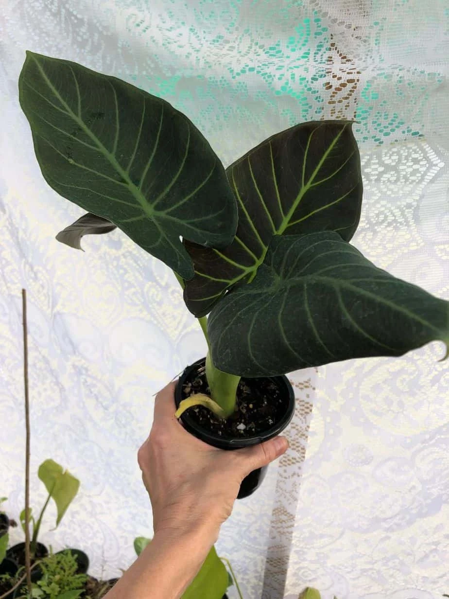 Alocasia 'Regal Shields' - Elephant Ear Plant In 4" Pot - Image 3