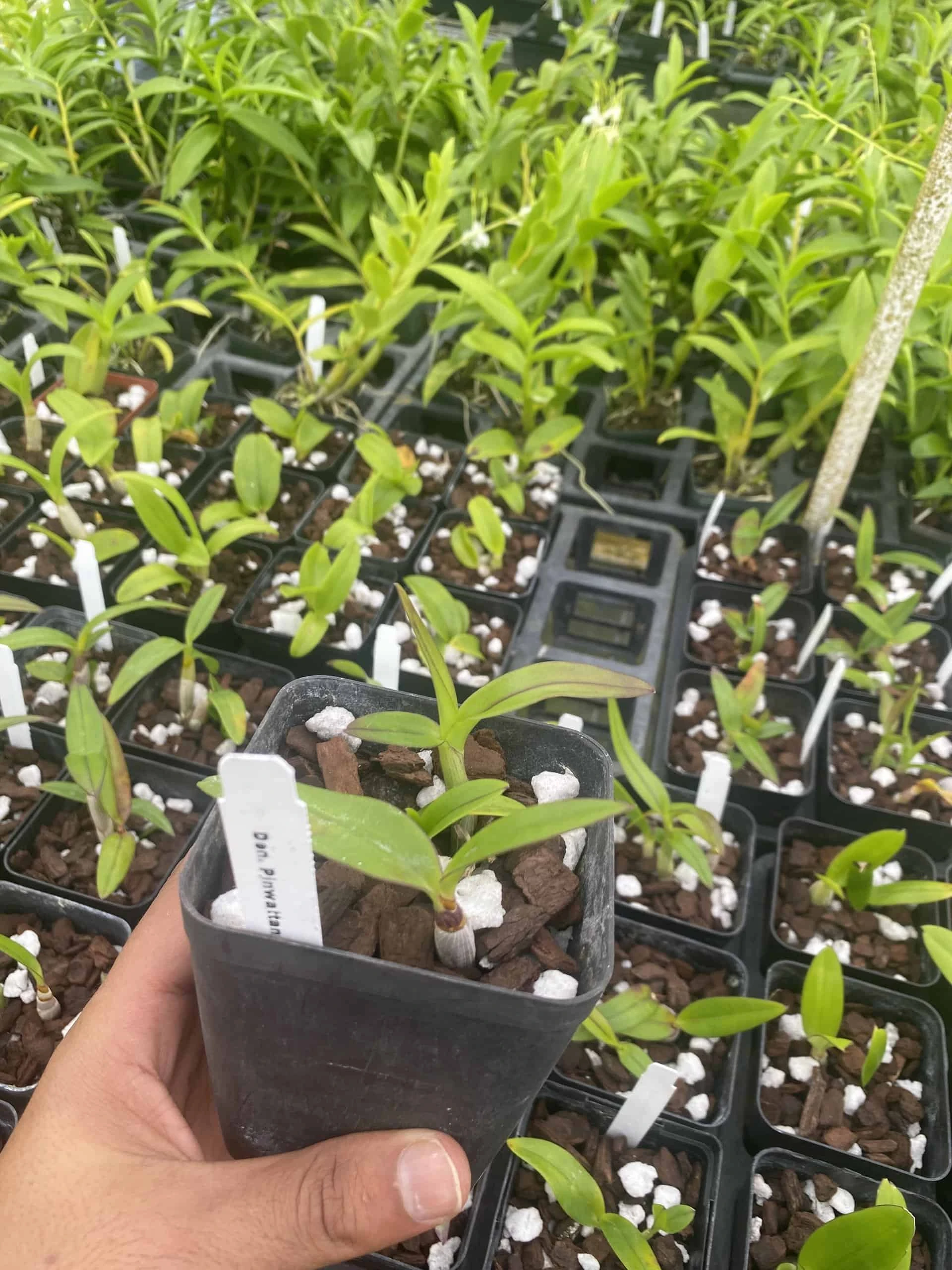 Dendrobium Pinwattana Comes In 4" Pot - Image 2