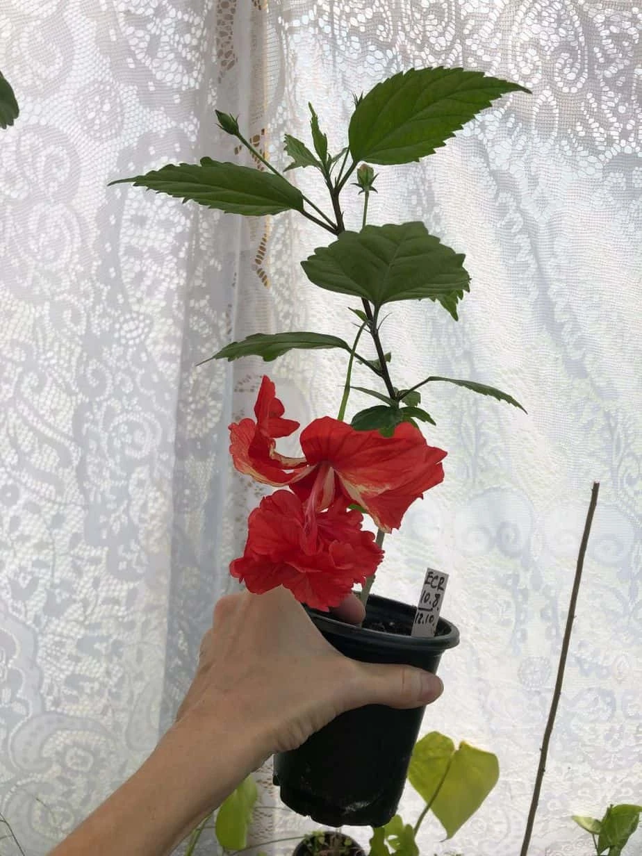 El Capitolio Red Tropical Hibiscus In 4" Pot - Image 5