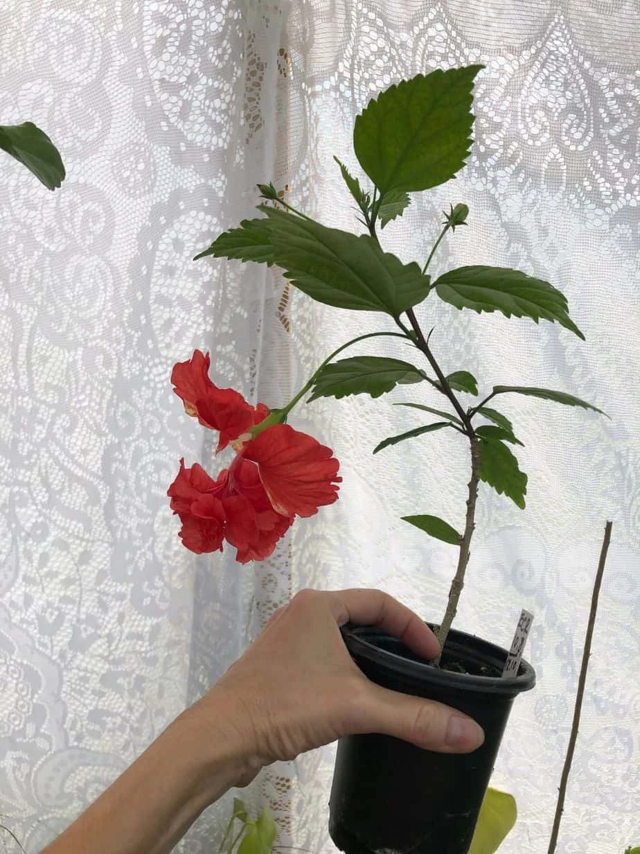 El Capitolio Red Tropical Hibiscus In 4" Pot - Image 6