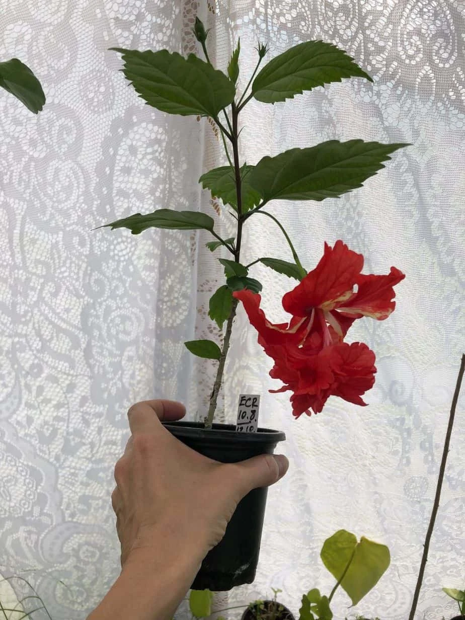 El Capitolio Red Tropical Hibiscus In 4" Pot - Image 3