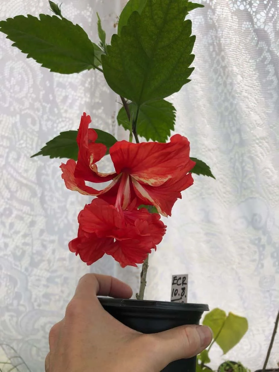 El Capitolio Red Tropical Hibiscus In 4" Pot - Image 2
