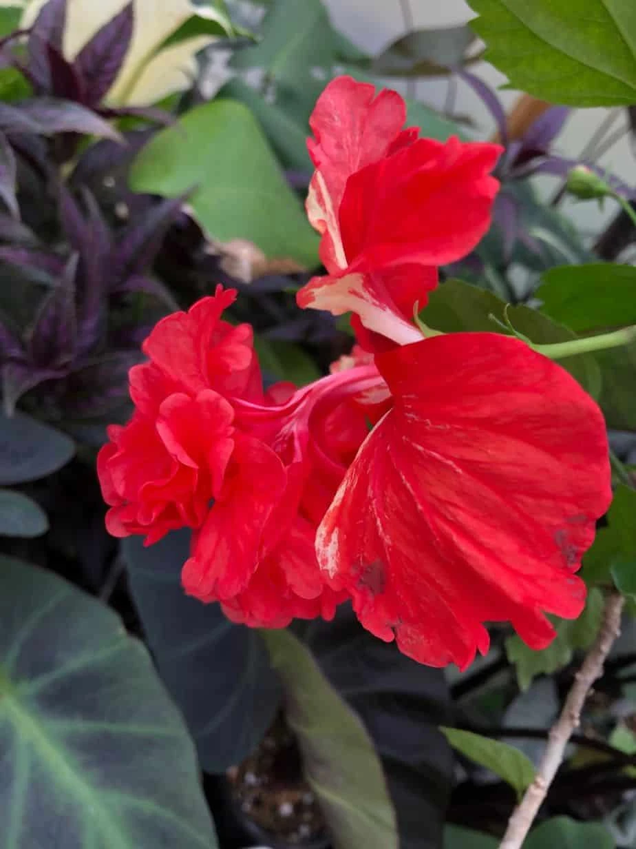El Capitolio Red Tropical Hibiscus In 4" Pot - Image 7