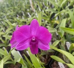 Dendrobium Compactum Comes In 2" Pot From Hawaii