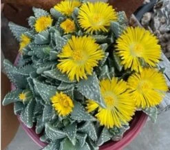 Succulent- Faucaria Tuberculosa -