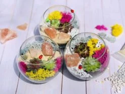 Pink Himalayan Salt Rock Terrarium Kit